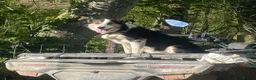 Border Collie dogs for sale: 3 Border Collie Puppies  - Advert 14