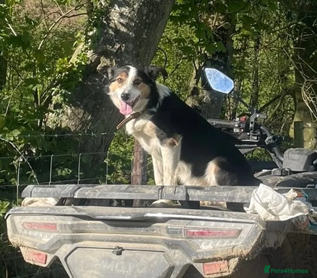 Border Collie dogs for sale: 3 Border Collie Puppies  - Advert 14