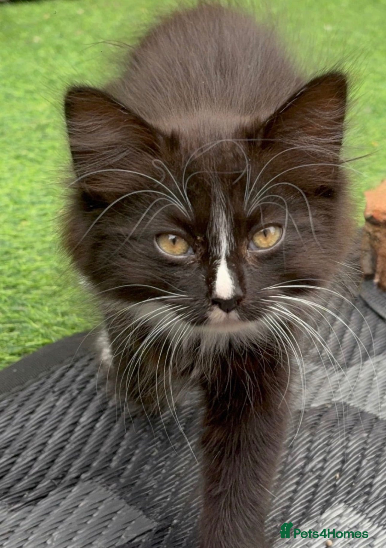 Mixed Breed cats Kittens looking for forever Homes - Advert 1