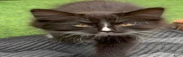 Mixed Breed cats for sale: Kittens looking for forever Homes - Advert 1