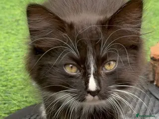 Mixed Breed cats Kittens looking for forever Homes - Advert 1