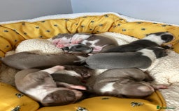 Boston Terrier dogs for sale: Stunning KC registered litter - Image 11