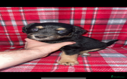 Mixed Breed dogs for sale: Mixed breed puppies READY TO GO! - Image 18