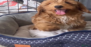 Maltipoo dogs - Advert 1