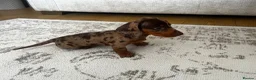 Miniature Dachshund dogs for sale: Miniature smooth haired Dachshund  in Tredegar - Advert 25