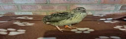 Quail poultry for sale: Billy, Barney and Bruce Quail for sale in Aylesford - Advert 2