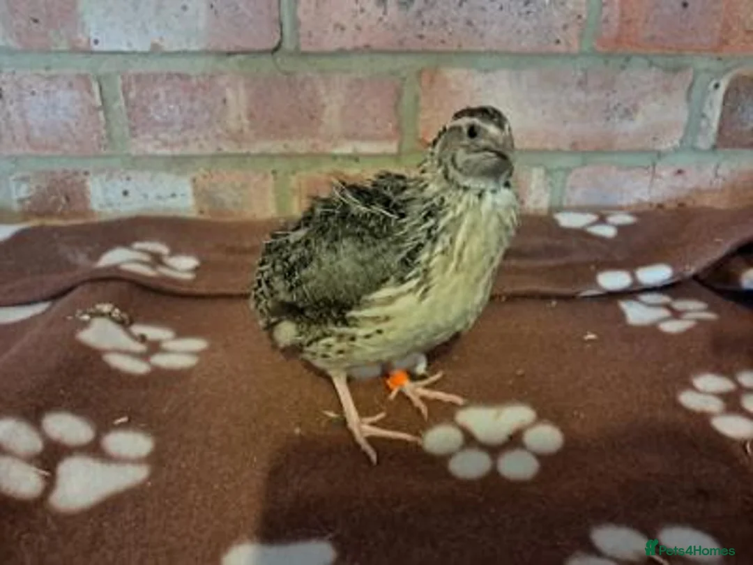 Quail poultry for sale: Billy, Barney and Bruce Quail for sale in Aylesford - Advert 2