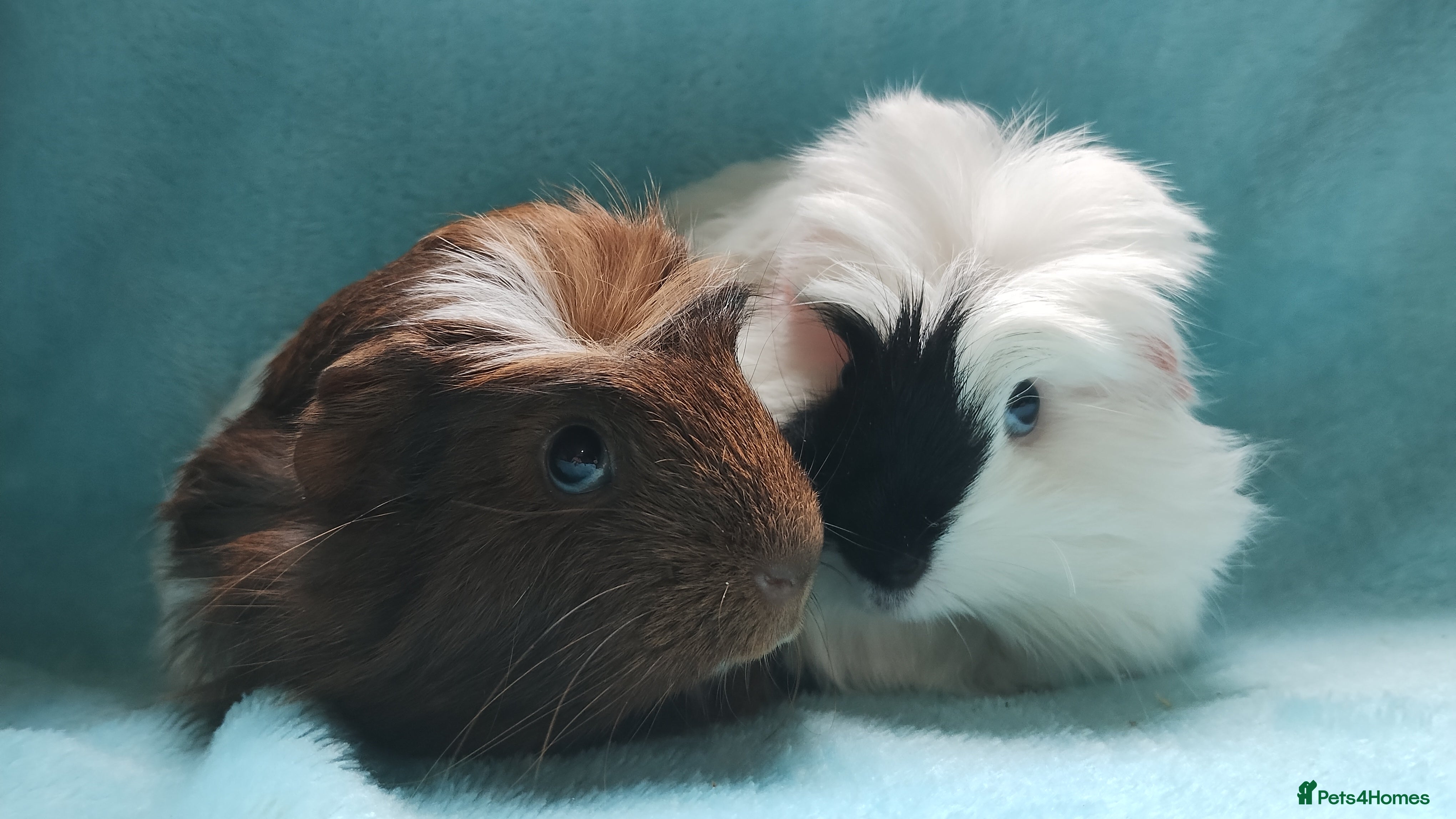 Guinea Pig rodents Delivery available cornet boy guinea pigs ready  - Advert 8