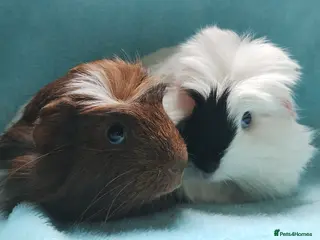 Guinea Pig rodents Delivery available cornet boy guinea pigs ready - Advert 2