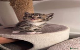 Scottish Fold cats for sale: Scottish fold X Scottish straight  - Advert 20