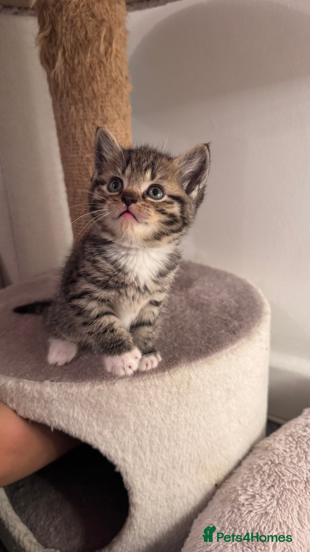 Scottish Fold cats for sale: Scottish fold X Scottish straight  - Advert 20