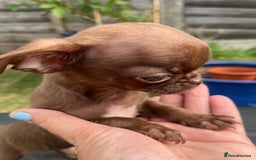 Chihuahua dogs for sale: *READY NOW* SOLID CHOCOLATE BOY - Image 5