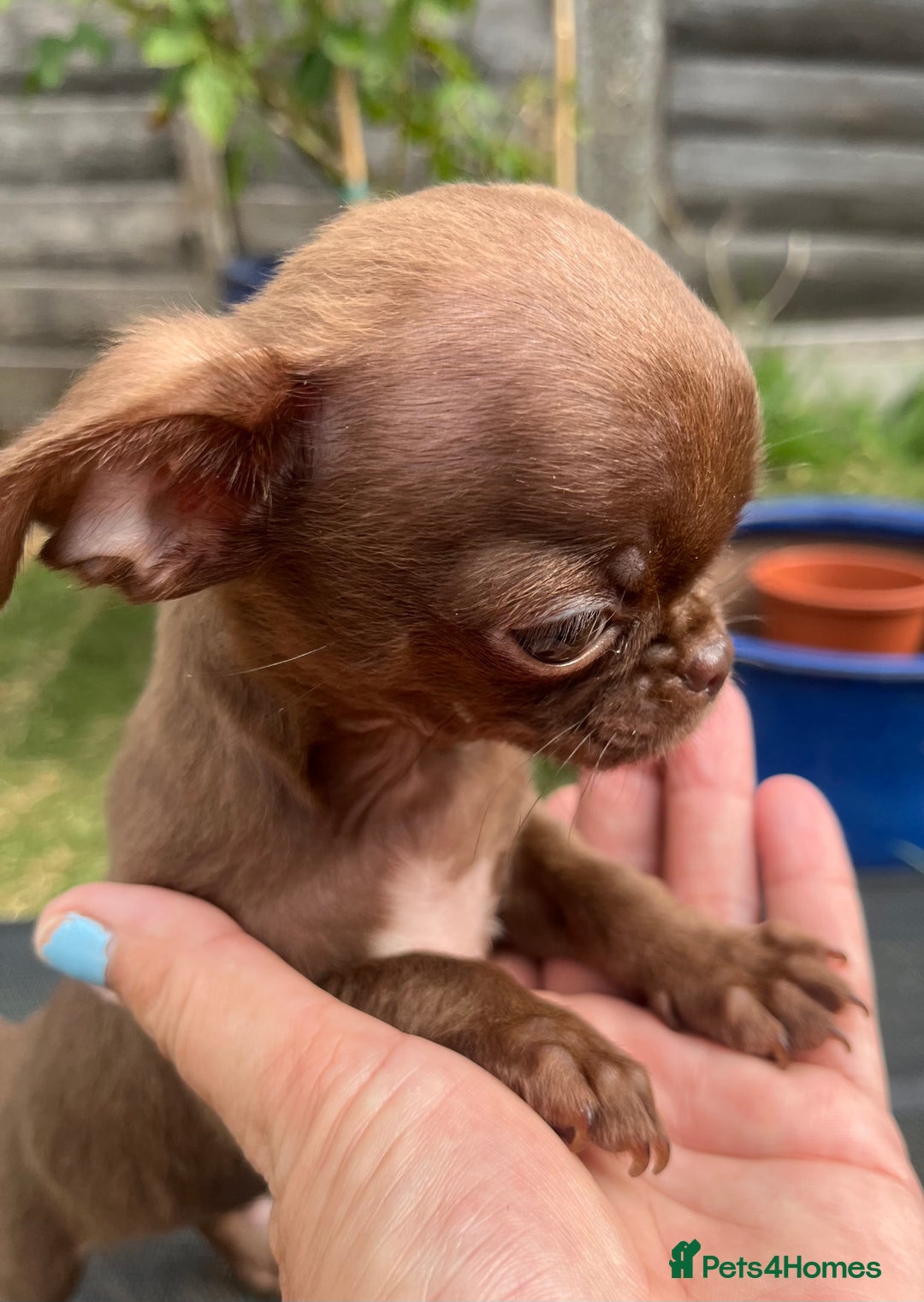 Chihuahua dogs for sale: *READY NOW* SOLID CHOCOLATE BOY - Image 5