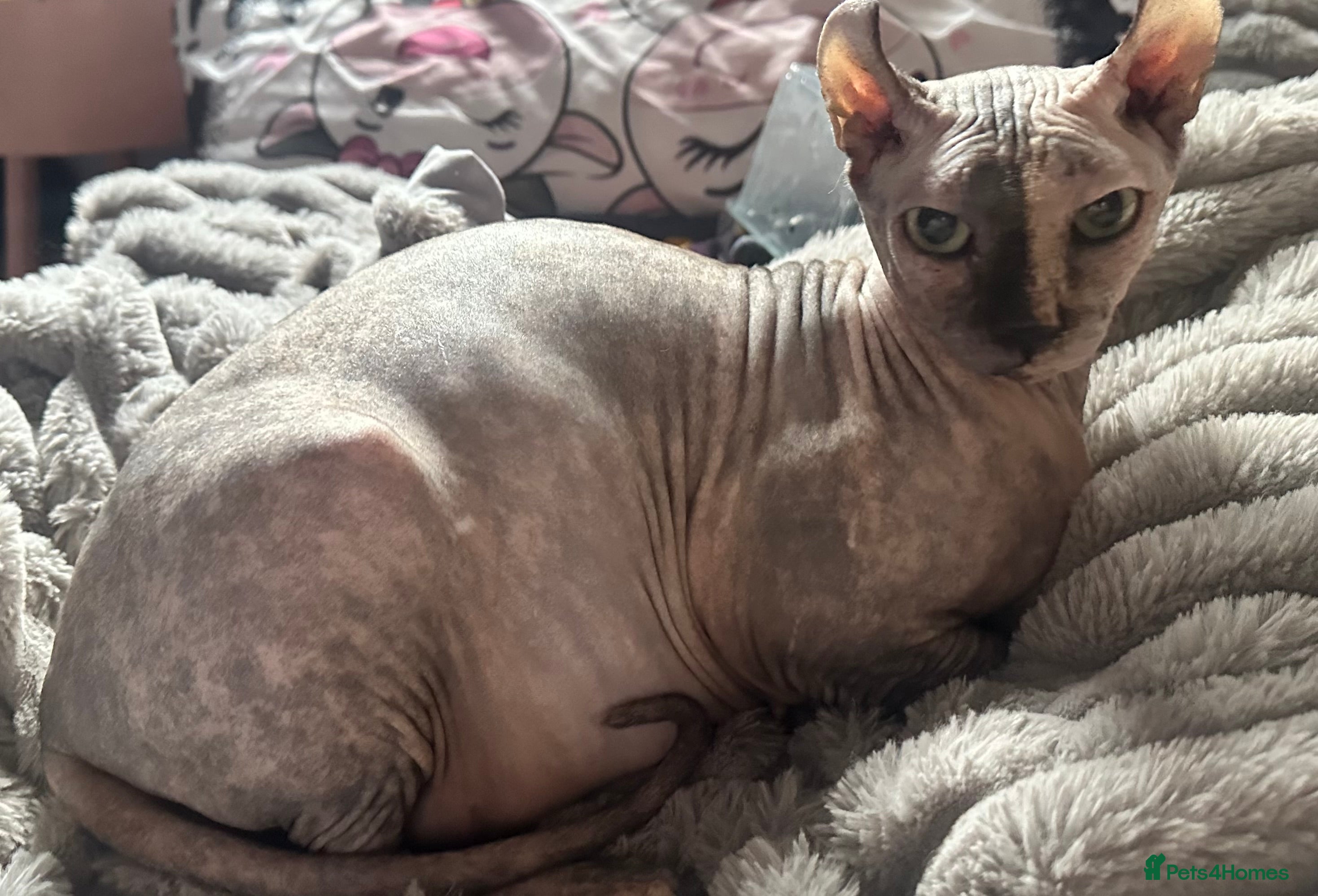 Sphynx cats We have full breed Sphynx kittens due in 2 weeks in Thornton-Cleveleys - Advert 2