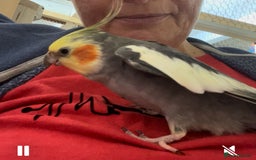 Cockatiels birds for sale: Beautiful pair of cockatiels, male is tame - Image 2