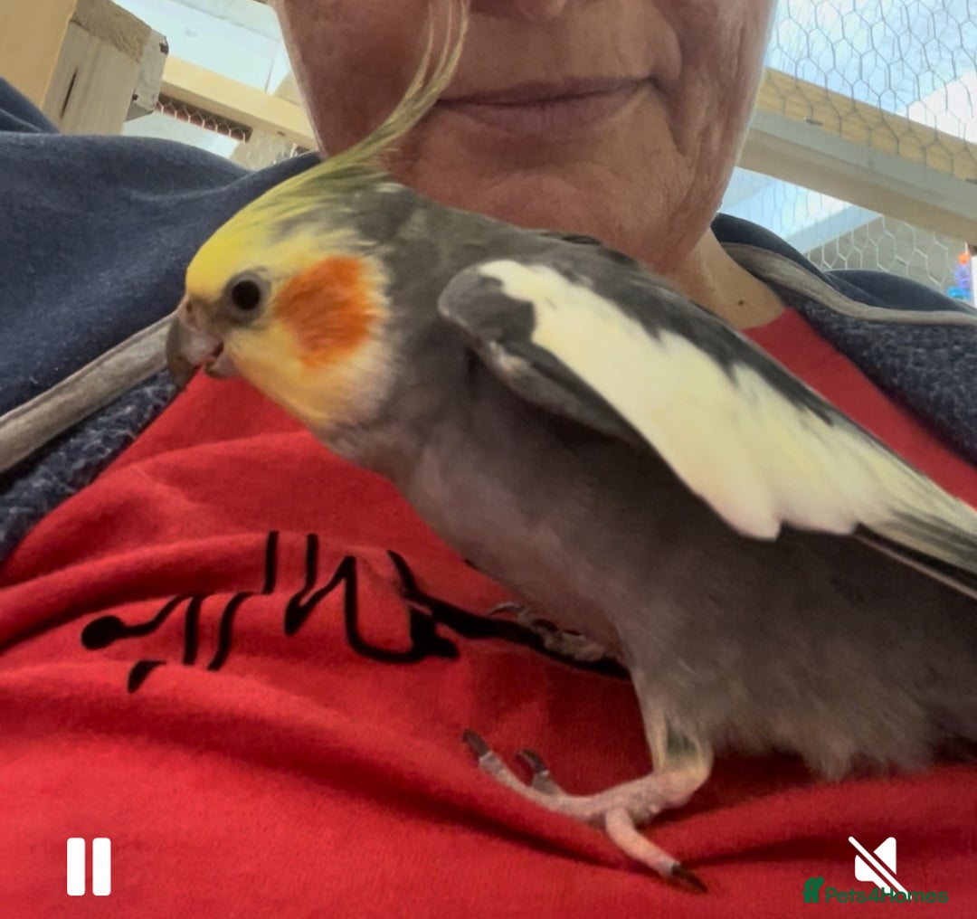 Cockatiels birds for sale: Beautiful pair of cockatiels, male is tame - Image 2