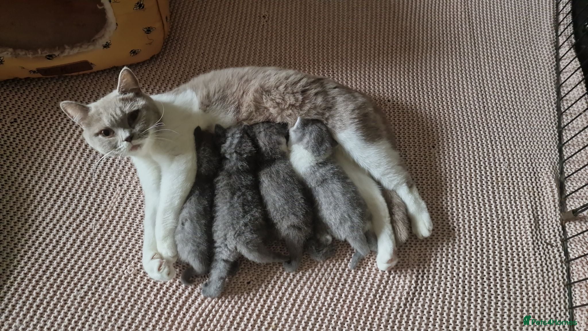 British Shorthair cats Pedigree British Shorthairs - Advert 1