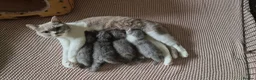 British Shorthair cats for sale: Pedigree British Shorthairs - Advert 1