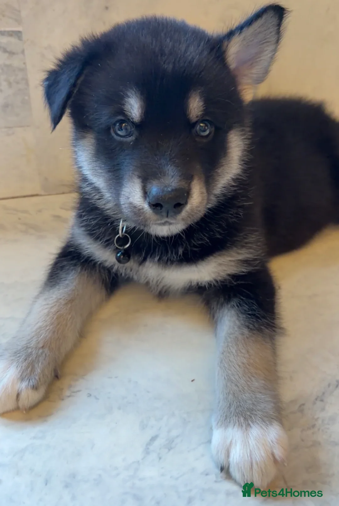Shepsky dogs for sale: Northern innuit puppies - Advert 20