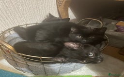 British Shorthair cats for sale: 3 x stunning black 12 week old boys  - Advert 2