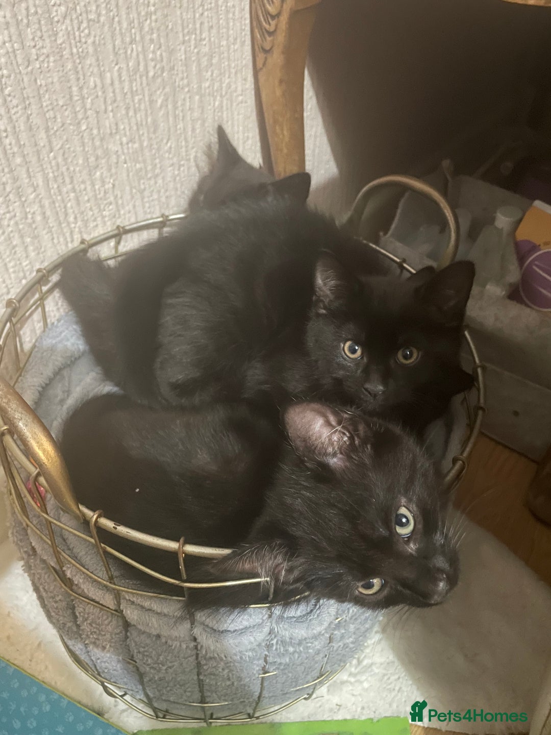 British Shorthair cats for sale: 3 x stunning black 12 week old boys  - Advert 2