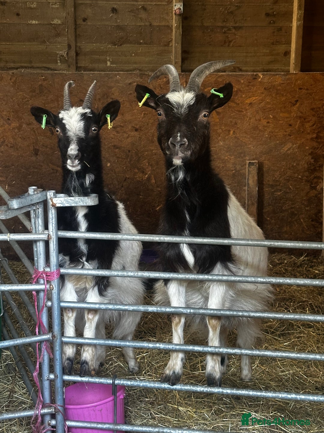 Goats livestock for sale: Pygmy goats  - Advert 2