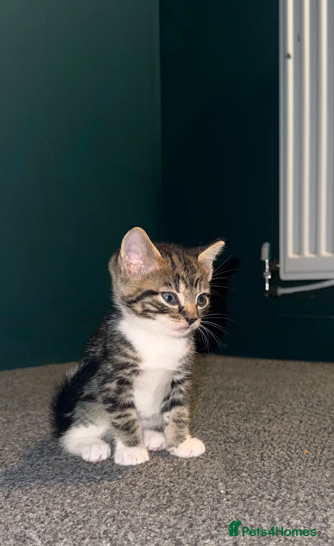 Mixed Breed cats for sale: Kittens for sale  in Musselburgh - Advert 7