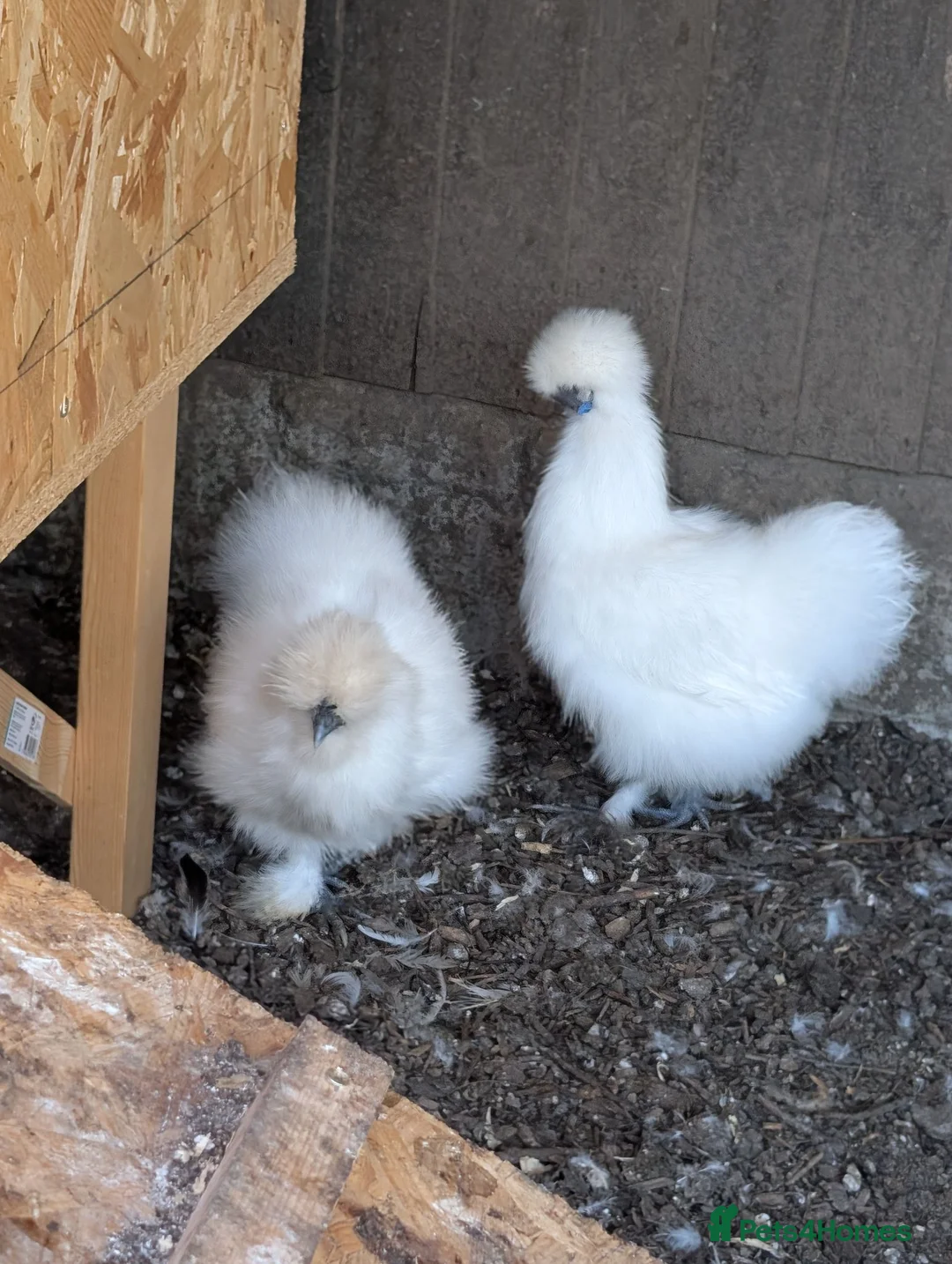 Chickens poultry for sale: White Silkies pullets - Advert 1