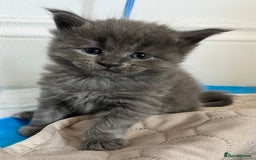 Maine Coon cats for sale: GCCF active / domestic Maine Coon  - Image 26