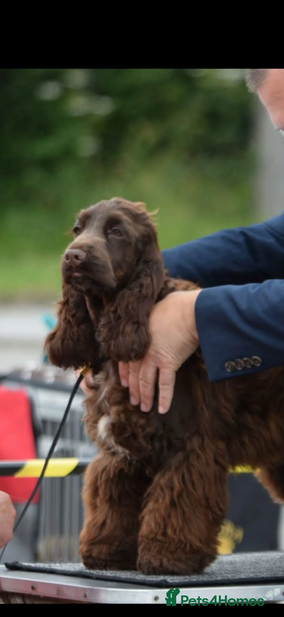 Cocker Spaniel dogs for sale: 100% SHOWTYPE COCKERS KC REGISTERED HEALTH TESTED  - Advert 5