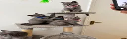 British Shorthair cats for sale: Cute british shorthair kittens - Advert 5