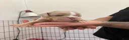 Old Tyme Bulldog dogs for sale: Old Tyme bulldog pups - Advert 9