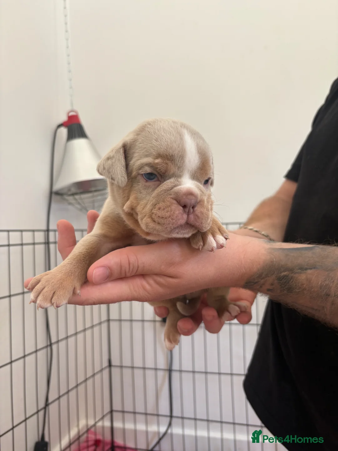 Old Tyme Bulldog dogs for sale: Old Tyme bulldog pups - Advert 9