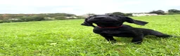 Labrador Retriever dogs for sale: FTCH Drakeshead Labrador boys  in Whiston - Advert 11