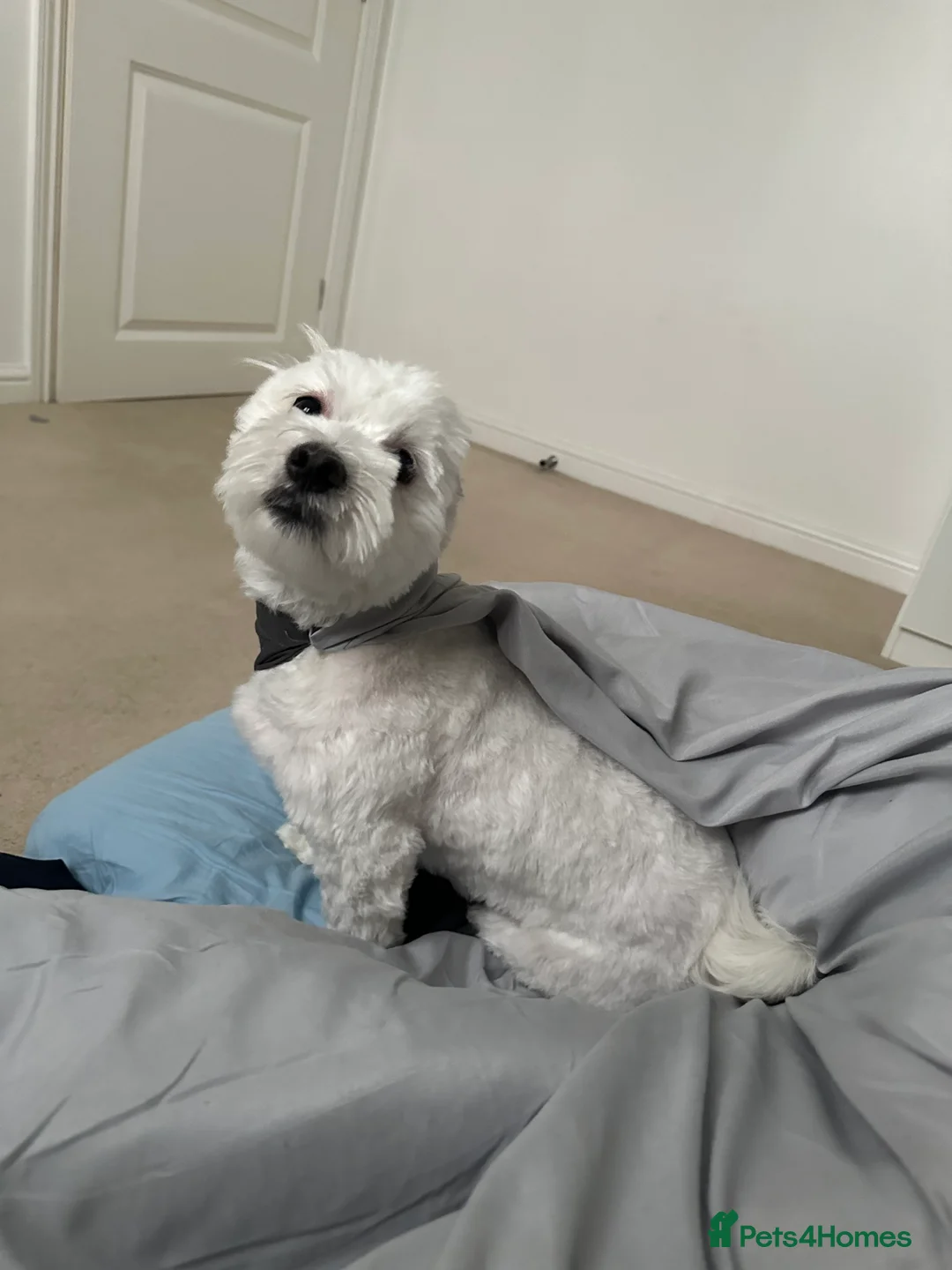 Maltese dogs for sale: Maltese Boy for Sale (4 years old) - Advert 16