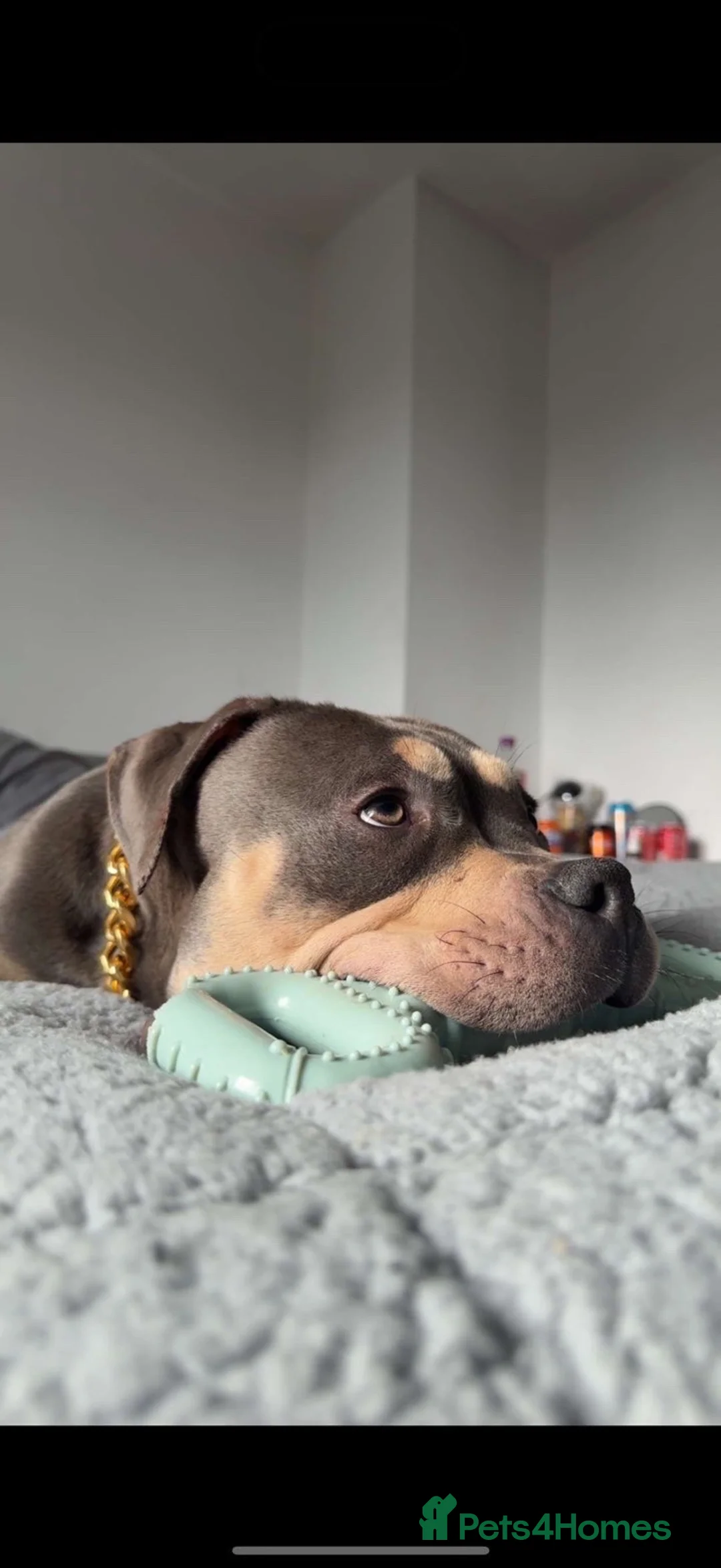 English Bulldog dogs for sale: Pocket bully  - Advert 4