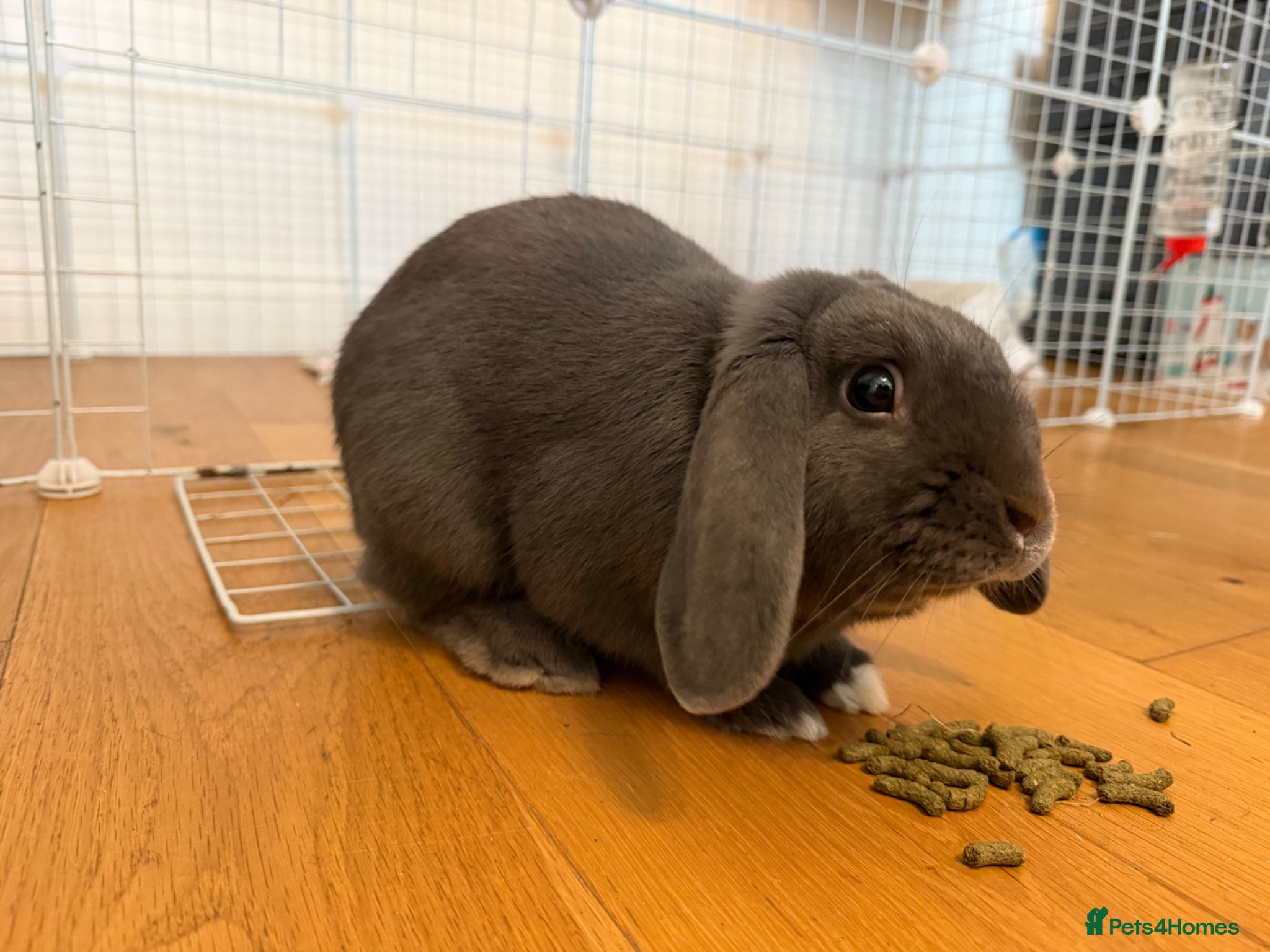 French Lop rabbits Rabbit looking for a new home - Advert 1