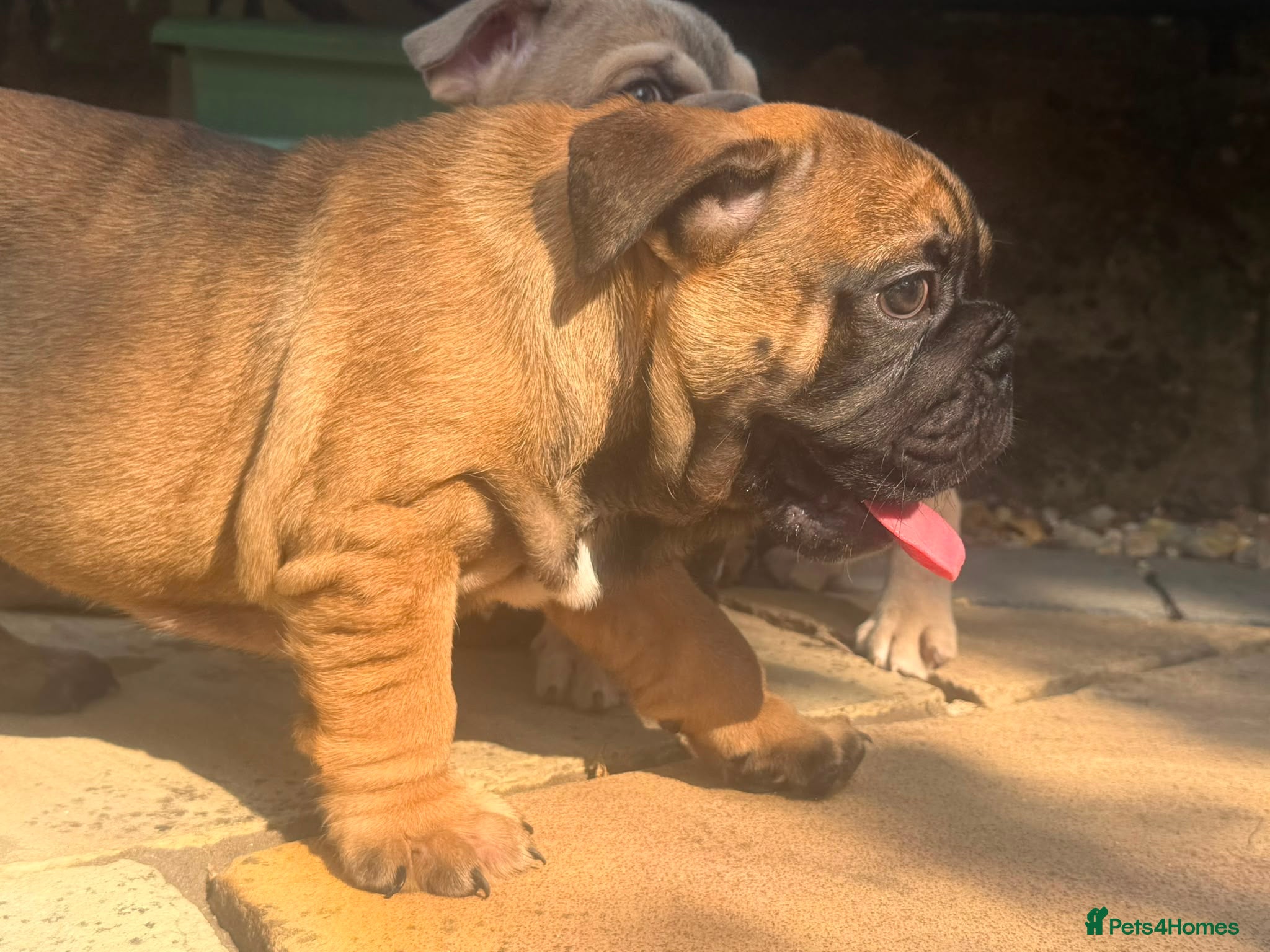 English Bulldog dogs Quality English bulldogs - Advert 2