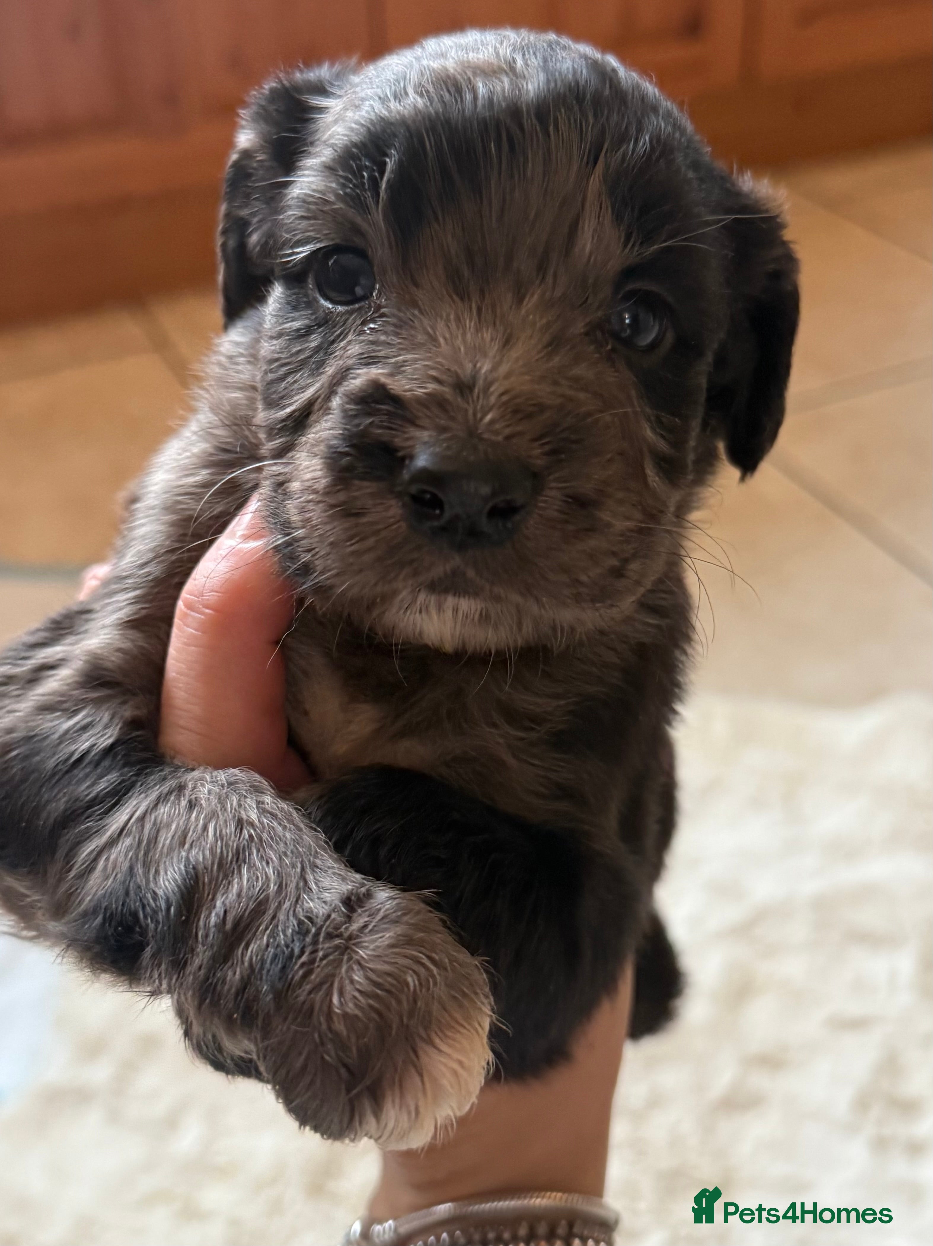 Mixed Breed dogs Merle spaniel x lurcher puppies  - Advert 4