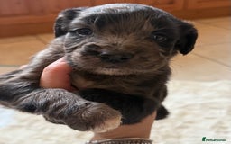 Mixed Breed dogs for sale: Merle sprocker x lurcher puppies  - Image 2
