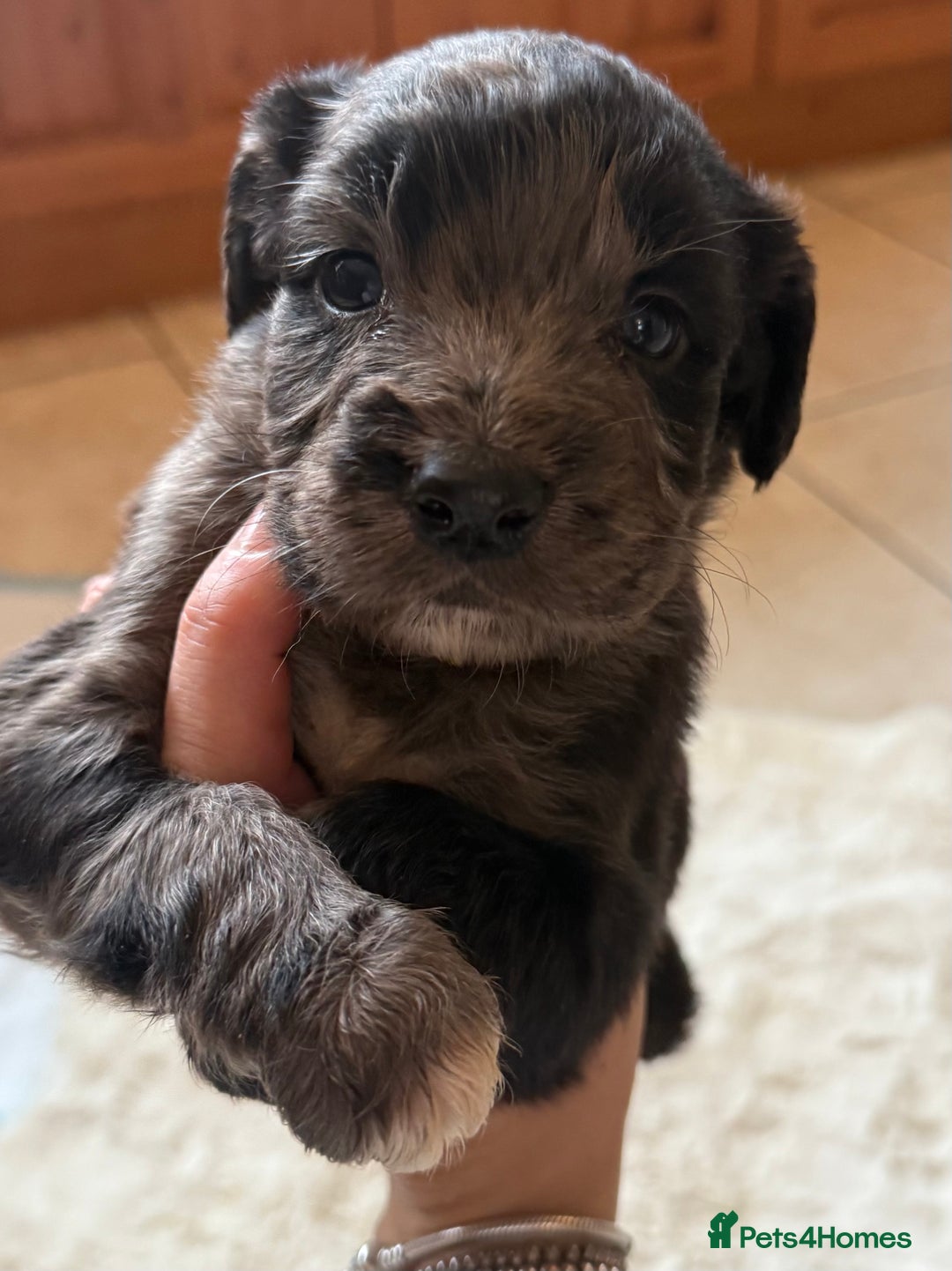 Mixed Breed dogs for sale: Merle sprocker x lurcher puppies  - Image 2