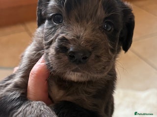 Mixed Breed dogs Merle spaniel x lurcher puppies - Advert 18