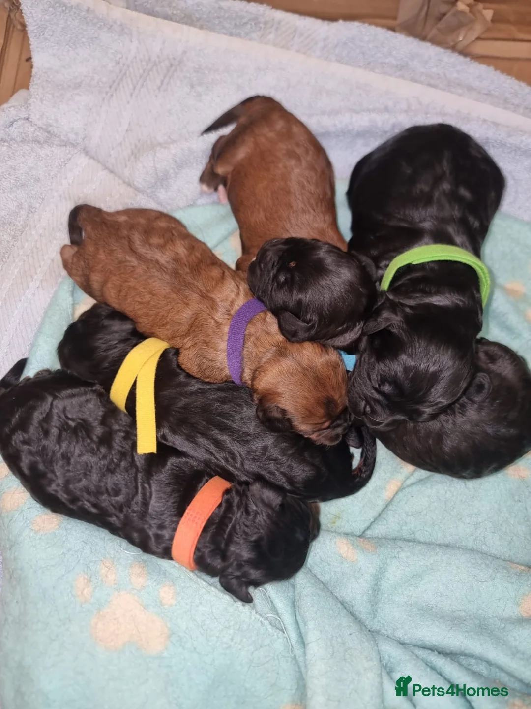 Cavapoo dogs for sale: Cavapoo F1 vet checked home raised pups in Goole - Advert 2