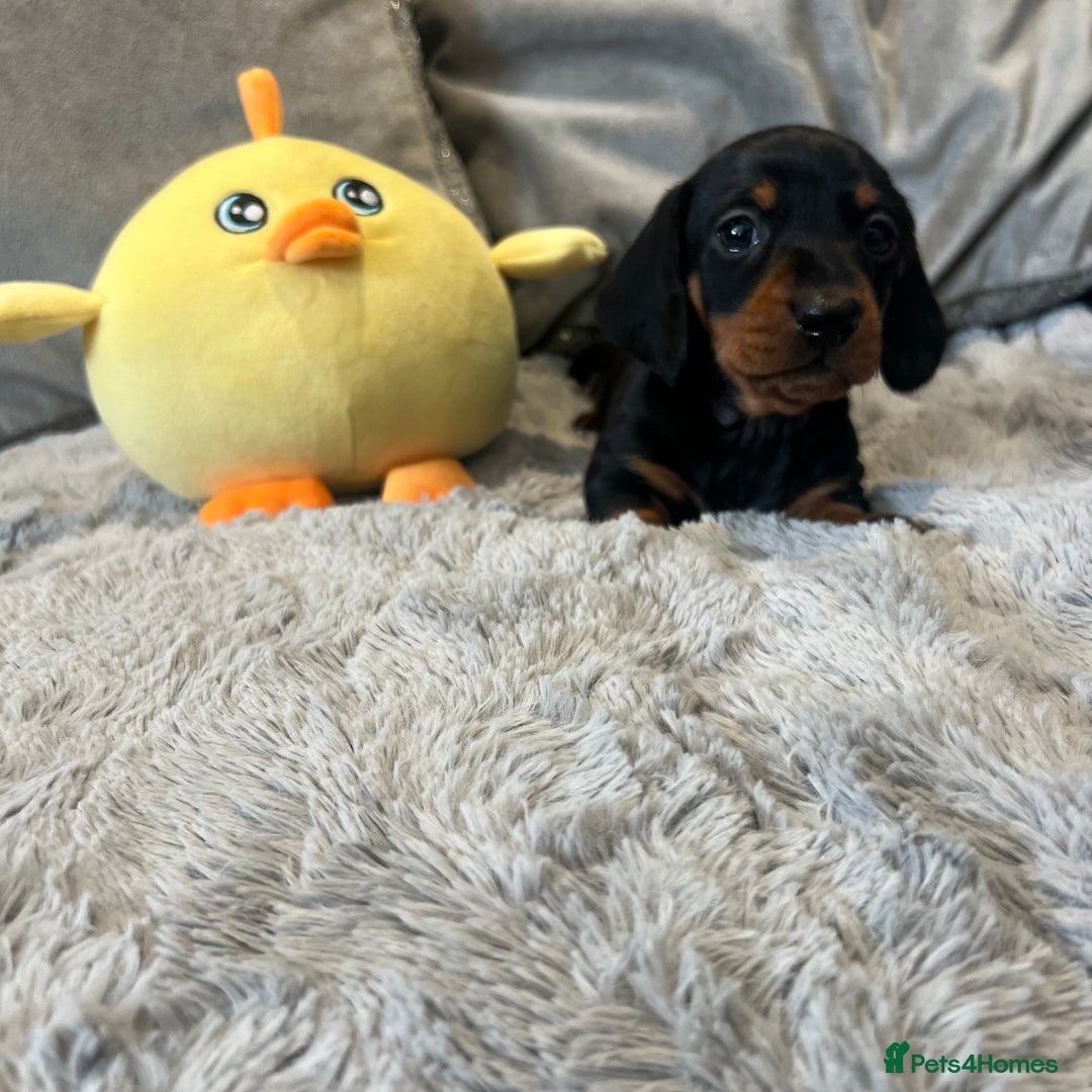 Miniature Dachshund dogs for sale: Fully vaccinated and ready TO GO,kc reg pra clear in Warrington - Image 17