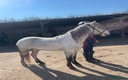 Welsh Section A horses for sale: Welsh a mare - Image 10