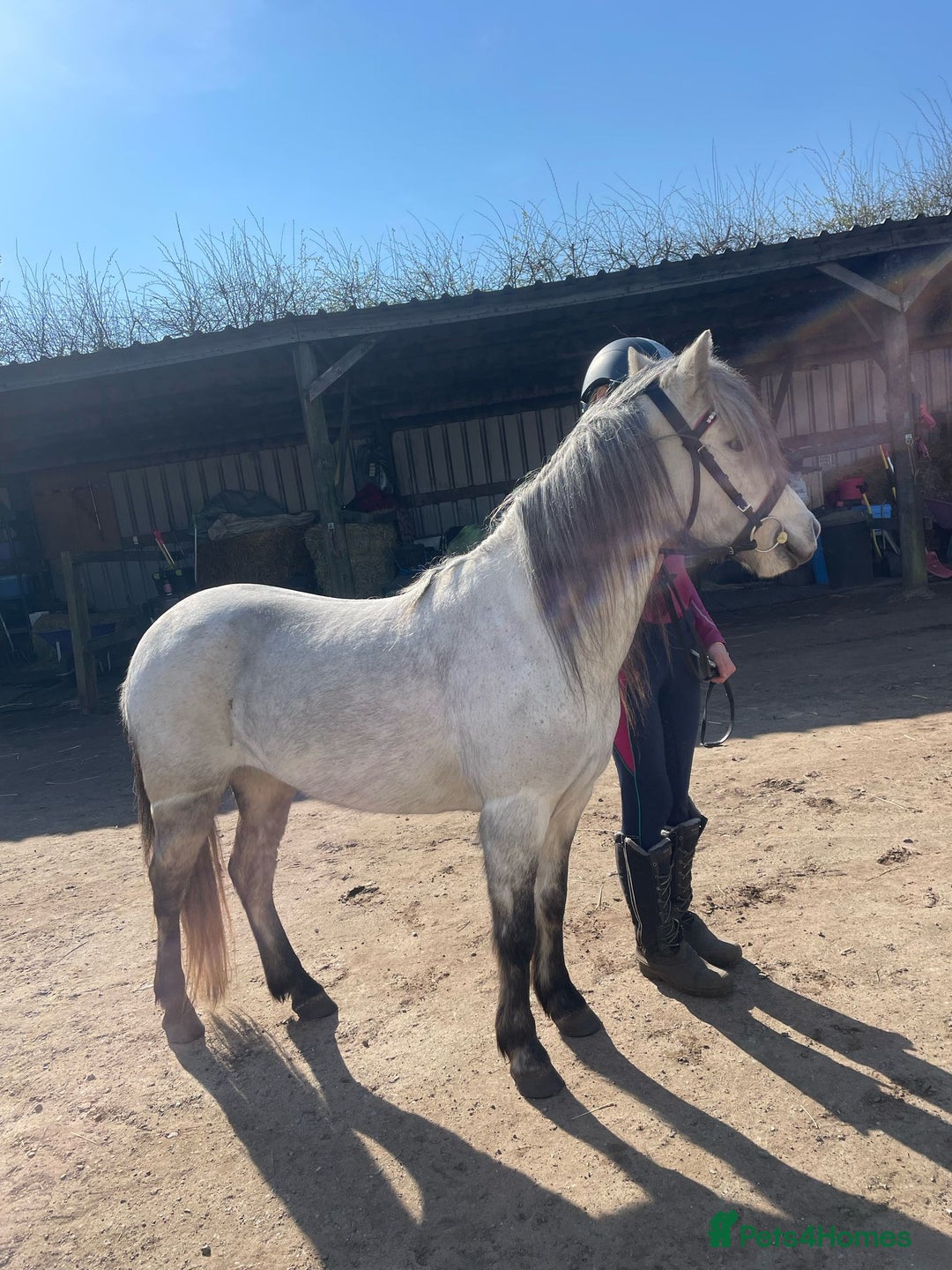 Welsh Section A horses for sale: Welsh a mare - Image 10