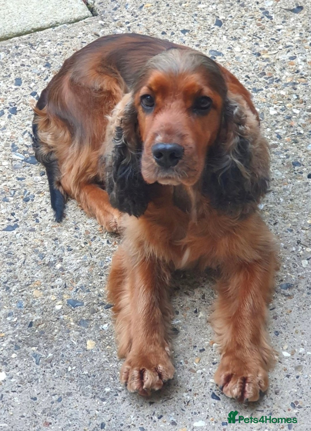 Cocker Spaniel dogs for sale: Gorgeous show cocker spaniel - Advert 4