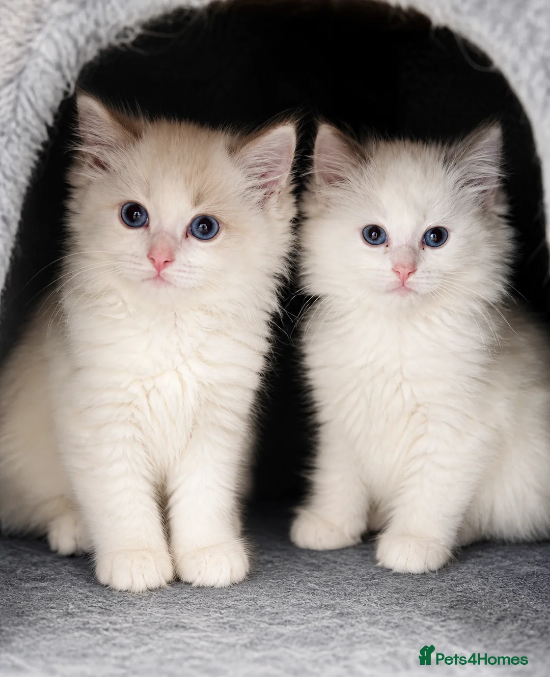 Ragdoll cats for sale: Kittens Ragdoll  in Stockport - Advert 2