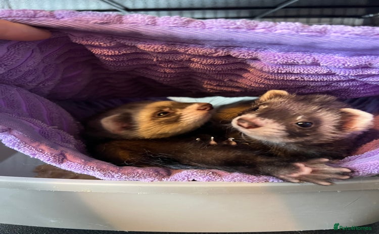 Ferret rodents - Advert 2