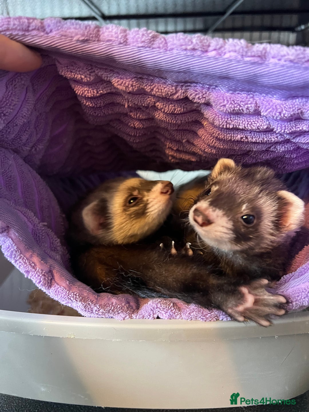 Ferret rodents for sale: 2 Bonded male ferrets, cage and full set up - Image 1